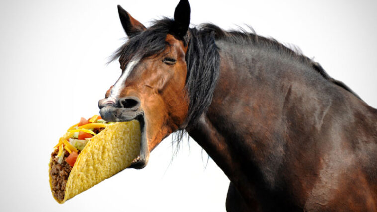 Does Taco Bell use horse meat?
