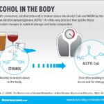 Does alcohol break down to sugar?