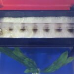 Does bacteria grow on cast iron?