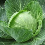Does cabbage make you poop?