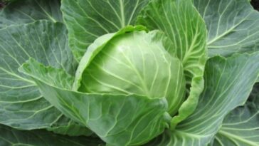 Does cabbage make you poop?