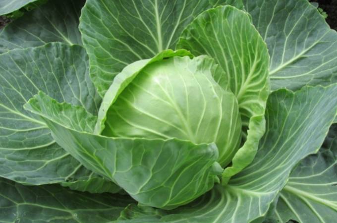 Does cabbage make you poop?
