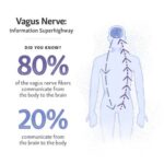 Does caffeine affect the vagus nerve?