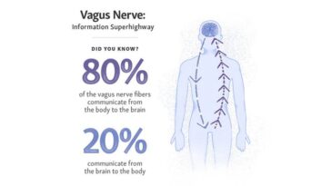 Does caffeine affect the vagus nerve?