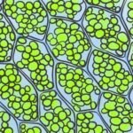 Does chlorophyll help hair growth?