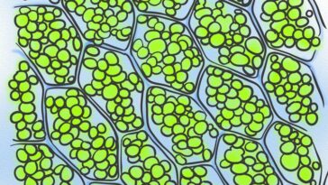 Does chlorophyll help hair growth?