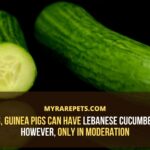 Does cucumbers make you have diarrhea?