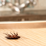 Does eating in bedroom attract bugs?