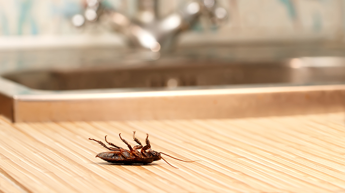 Does eating in bedroom attract bugs?