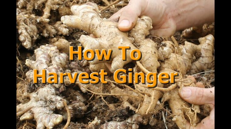 Does ginger get old?