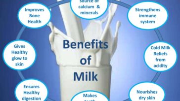 Does lean body have milk?