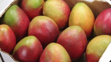 Does mangoes cause gas?