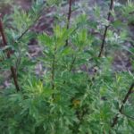 Does mugwort induce periods?