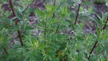 Does mugwort induce periods?