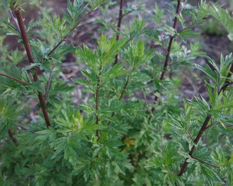 Does mugwort induce periods?