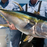 Does packaged tuna have a lot of mercury?