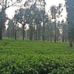 Does the Republic of tea use pesticides?