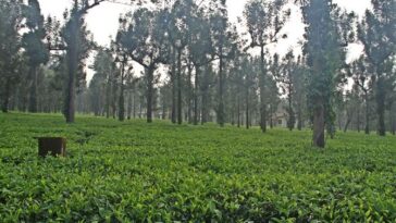 Does the Republic of tea use pesticides?