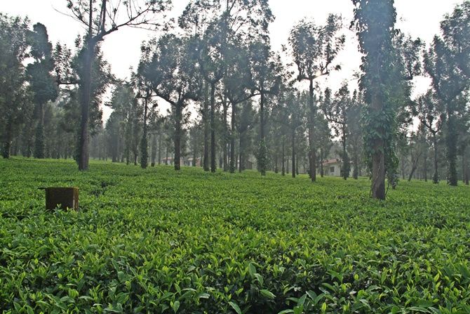 Does the Republic of tea use pesticides?