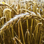 Does white flour cause bloating?