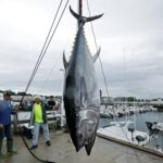 How big can a tuna grow?
