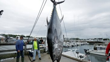 How big can a tuna grow?