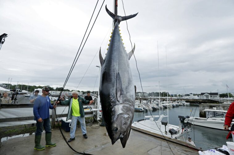 How big can a tuna grow?