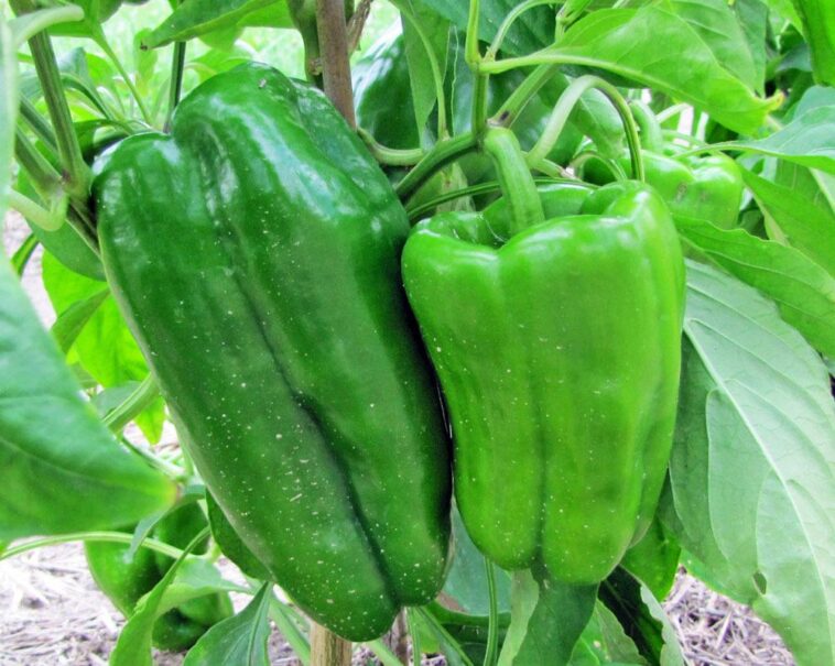 How big is a large red bell pepper?