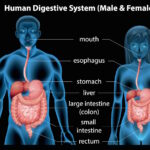 How can I heal my digestive system?