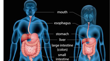 How can I heal my digestive system?