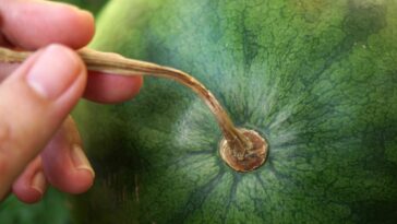 How can you tell if dried fruit is bad?