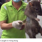 How do rats get into a restaurant?