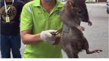 How do rats get into a restaurant?