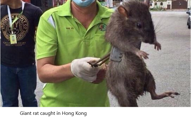 How do rats get into a restaurant?