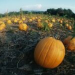 How do you get pesticides off pumpkins?