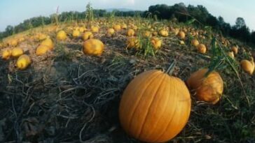 How do you get pesticides off pumpkins?
