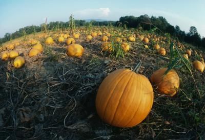 How do you get pesticides off pumpkins?