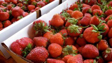 How do you hull a strawberry with a straw?