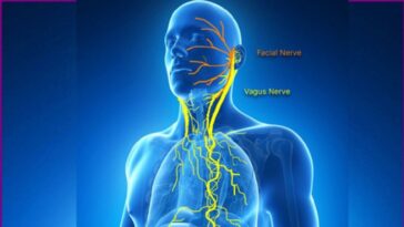 How do you keep your vagus nerve healthy?