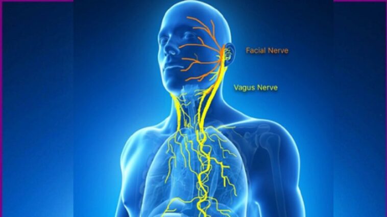 How do you keep your vagus nerve healthy?