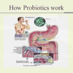 How do you know a probiotic is working?