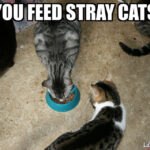 How do you know when oats are spoiled?