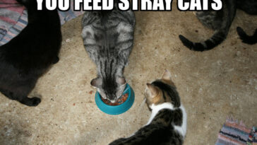 How do you know when oats are spoiled?