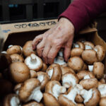 How do you make mushrooms last longer in the fridge?