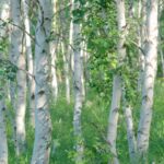 How do you overcome birch pollen allergy?