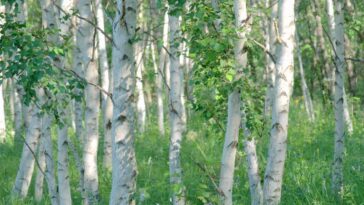 How do you overcome birch pollen allergy?
