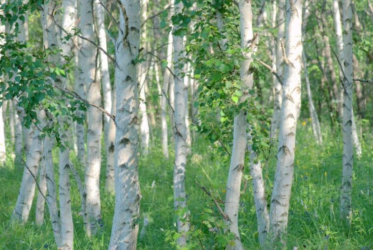How do you overcome birch pollen allergy?