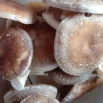 How do you store fresh farm mushrooms?