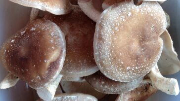 How do you store fresh farm mushrooms?