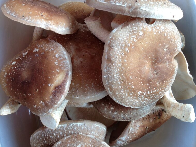 How do you store fresh farm mushrooms?